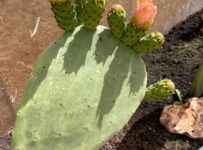 בית נופש Casa Pedra Sao Romao סאו בראס דה אלפורטל